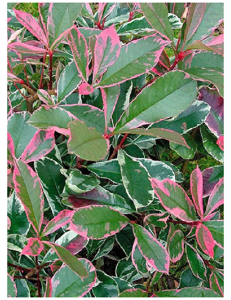 PHOTINIA fraseri PINK MARBLE