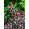 PHOTINIA fraseri PINK MARBLE