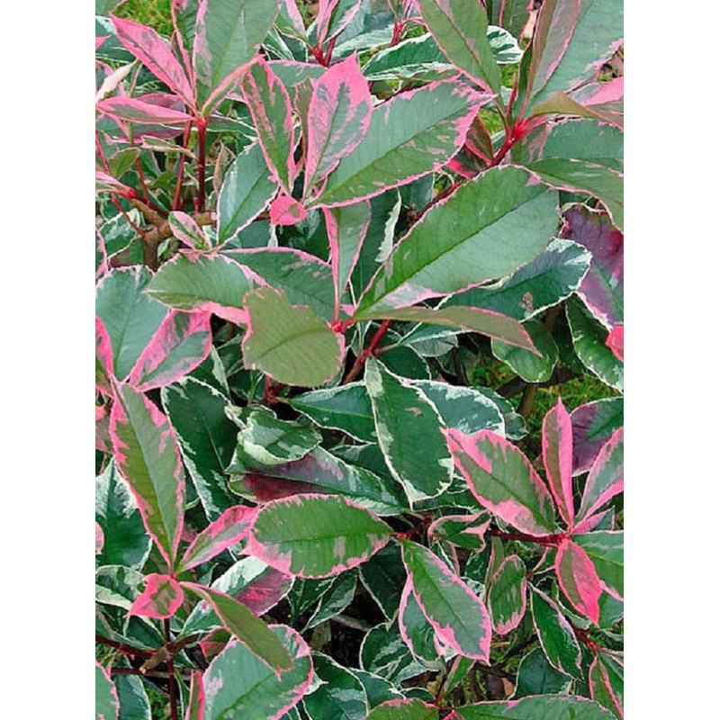 PHOTINIA fraseri PINK MARBLE