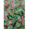 PHOTINIA fraseri PINK MARBLE