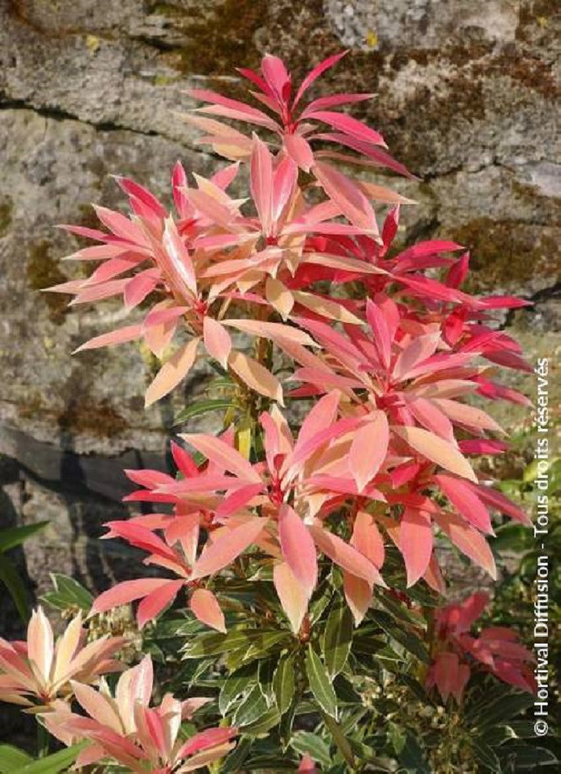 PIERIS japonica FLAMING SILVER