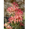 PIERIS japonica FLAMING SILVER
