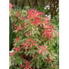 PIERIS japonica FLAMING SILVER