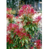 PIERIS japonica FLAMING SILVER