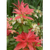 PIERIS japonica FOREST FLAME