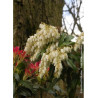 PIERIS japonica FOREST FLAME