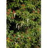 PIERIS japonica FOREST FLAME