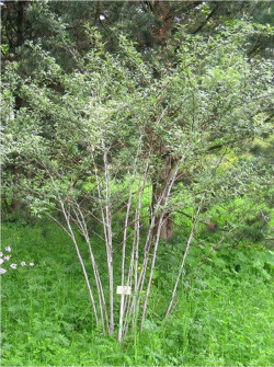 RUBUS thibetanus