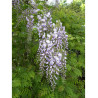 WISTERIA floribunda