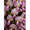 WISTERIA floribunda ROSEA