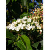 VIBURNUM tinus EVE PRICE