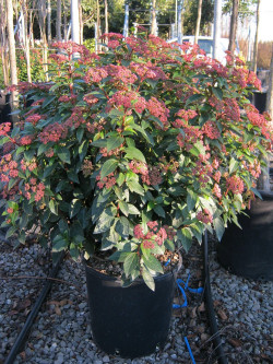 VIBURNUM tinus EVE PRICE