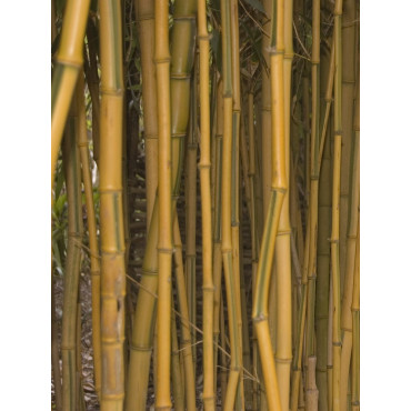 Topiaire (plante taillée) - PHYLLOSTACHYS aureosulcata SPECTABILIS (Bambou jaune strié vert)
