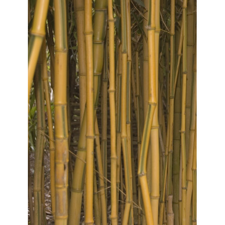 Topiaire (plante taillée) - PHYLLOSTACHYS aureosulcata SPECTABILIS (Bambou jaune strié vert)