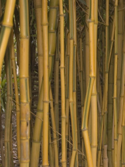 Topiaire (plante taillée) - PHYLLOSTACHYS aureosulcata SPECTABILIS (Bambou jaune strié vert)