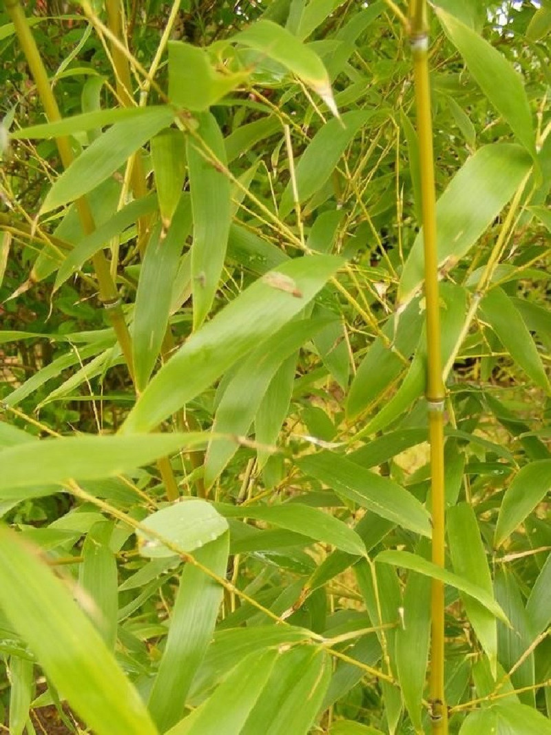 Topiaire (plante taillée) - PHYLLOSTACHYS AUREA (Bambou doré)