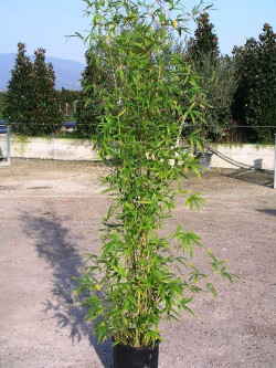 Topiaire (plante taillée) - PHYLLOSTACHYS AUREA (Bambou doré)