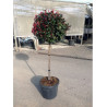 PHOTINIA fraseri LITTLE RED ROBIN