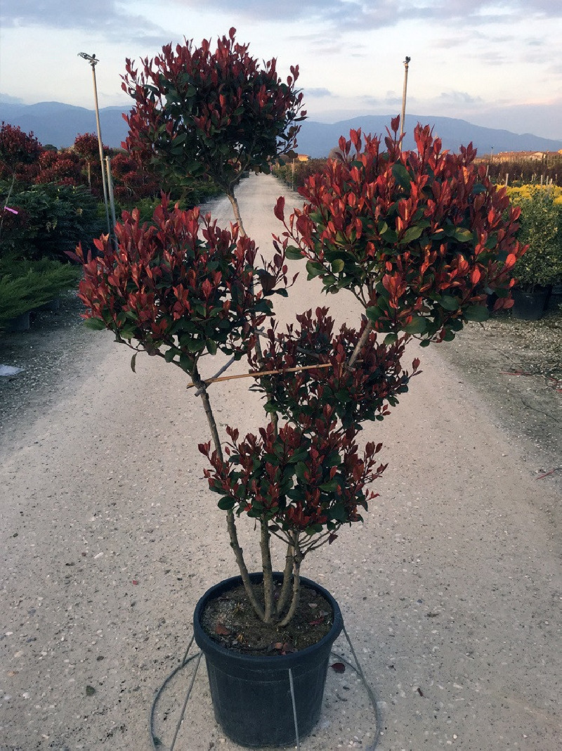 PHOTINIA fraseri LITTLE RED ROBIN