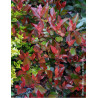 PHOTINIA fraseri LITTLE RED ROBIN