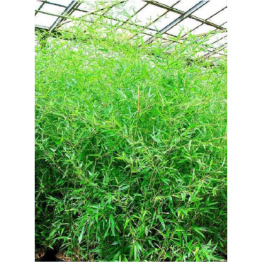 Topiaire (plante taillée) - PHYLLOSTACHYS BISSETII (Bambou vert)