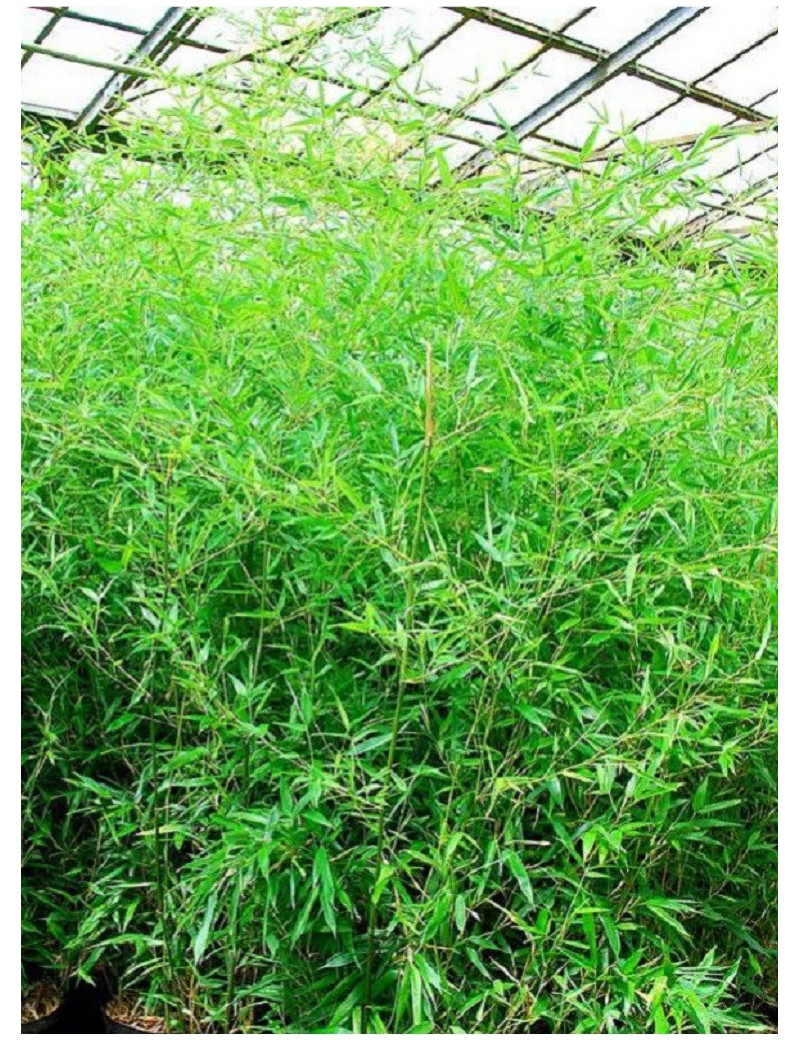 Topiaire (plante taillée) - PHYLLOSTACHYS BISSETII (Bambou vert)