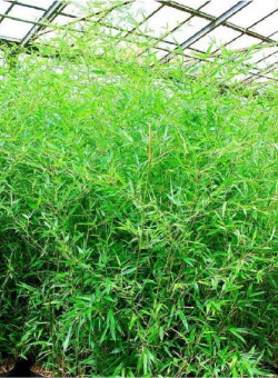 Topiaire (plante taillée) - PHYLLOSTACHYS BISSETII (Bambou vert)