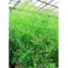 Topiaire (plante taillée) - PHYLLOSTACHYS BISSETII (Bambou vert)