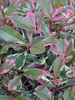 Topiaire (Plante taillée) - PHOTINIA fraseri PINK MARBLE® (Photinia Pink Marble)