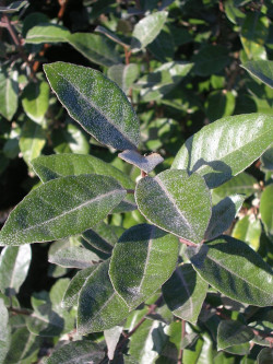 ELAEAGNUS ebbingei