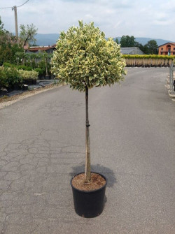 EUONYMUS japonicus BRAVO