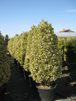 Topiaire (Plante taillée) - EUONYMUS japonicus BRAVO (Fusain du Japon)