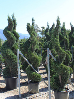 CUPRESSOCYPARIS leylandii CASTLEWELLAN GOLD