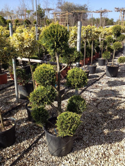 CUPRESSOCYPARIS leylandii CASTLEWELLAN GOLD