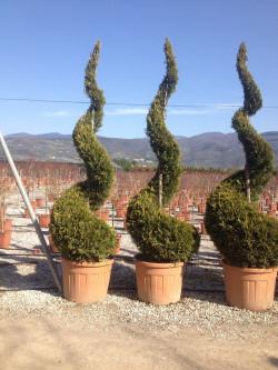 CUPRESSOCYPARIS leylandii CASTLEWELLAN GOLD