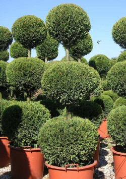 CUPRESSOCYPARIS leylandii CASTLEWELLAN GOLD