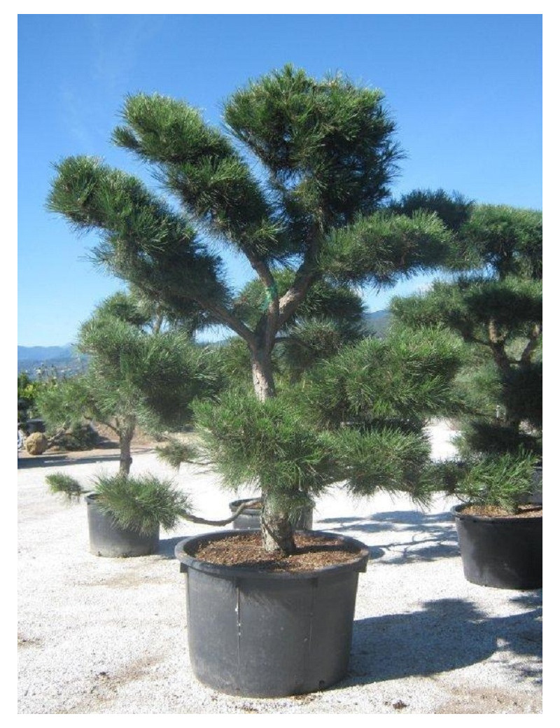 PINUS nigra ssp. nigra