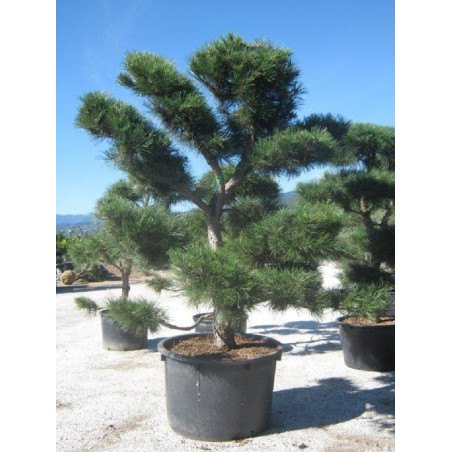 PINUS nigra ssp. nigra