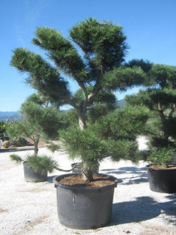 PINUS nigra ssp. nigra