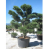 PINUS nigra ssp. nigra