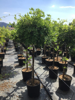 WISTERIA floribunda ROSEA