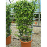 TRACHELOSPERMUM jasminoides En pot forme espalier