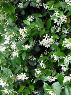 TRACHELOSPERMUM jasminoides