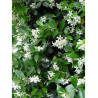TRACHELOSPERMUM jasminoides