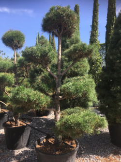Topiaire (Plante taillée) - PINUS sylvestris (Pin sylvestre) En pot de forme bonsaï
