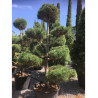 Topiaire (Plante taillée) - PINUS sylvestris (Pin sylvestre) En pot de forme bonsaï