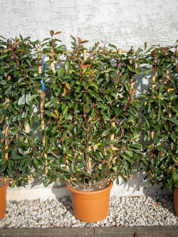 PHOTINIA fraseri RED ROBIN