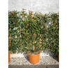 PHOTINIA fraseri RED ROBIN