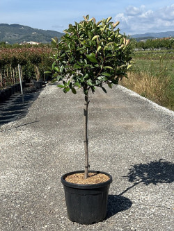 PHOTINIA fraseri RED ROBIN