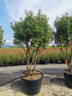 PHOTINIA fraseri RED ROBIN